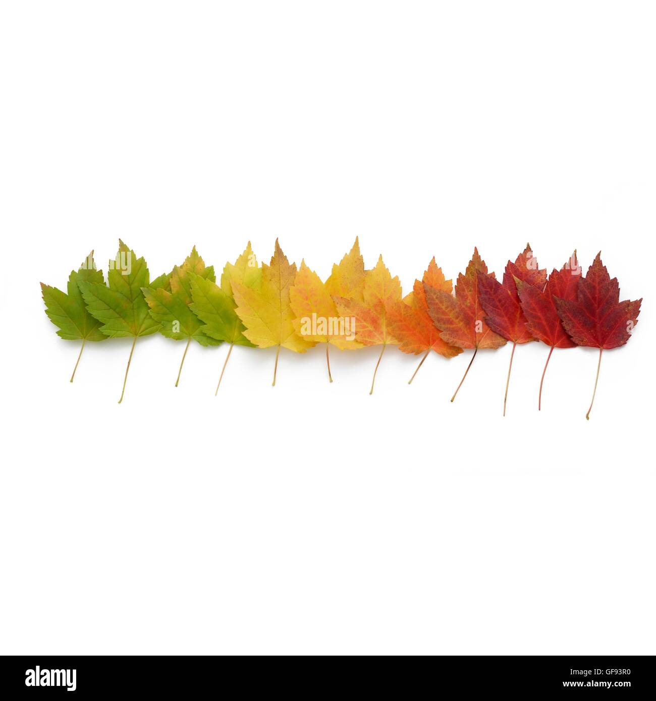 Autumn leaves in a row, studio shot. Stock Photo