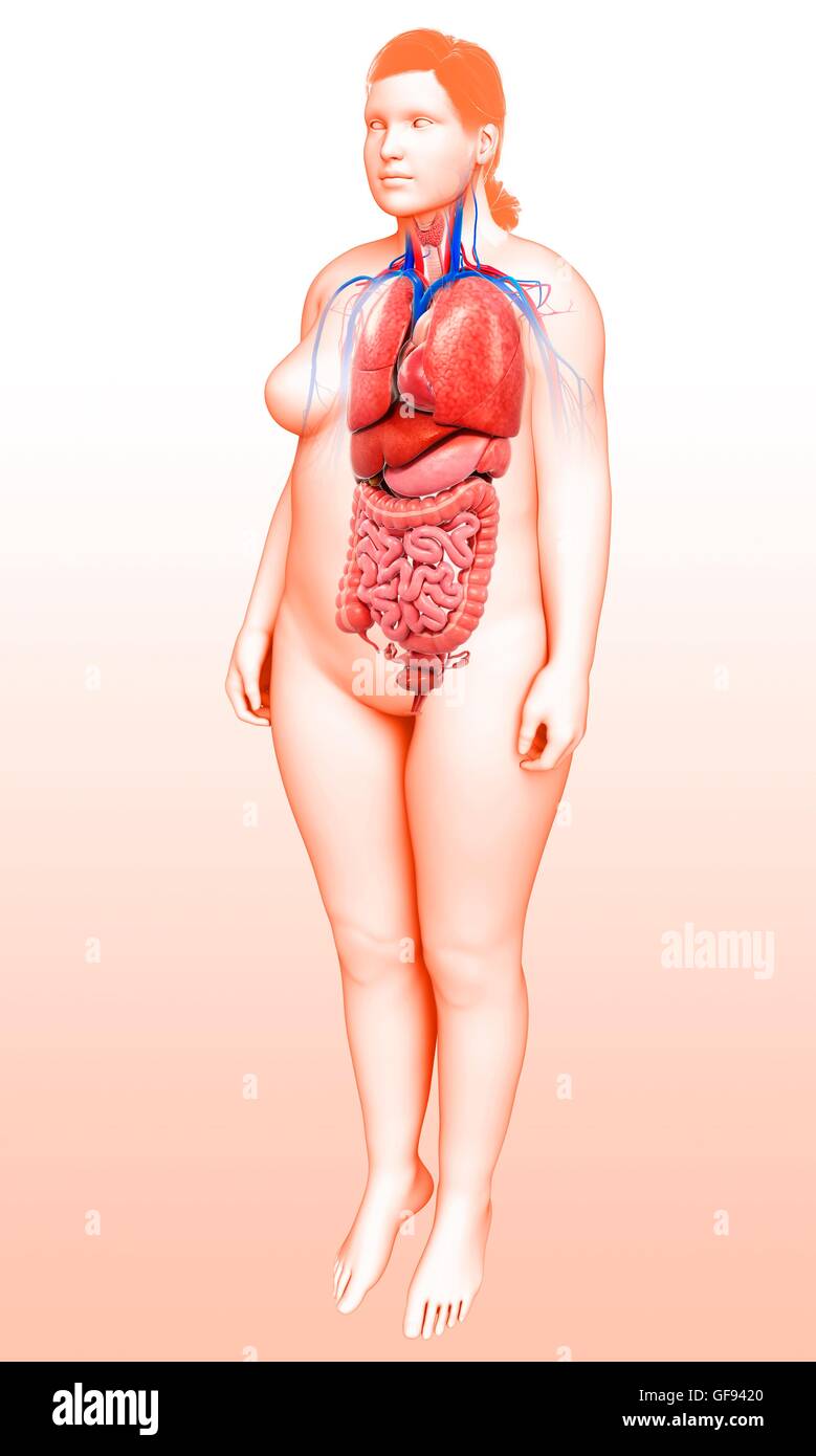 Illustration Of Female Torso Organs Stock Photo Alamy