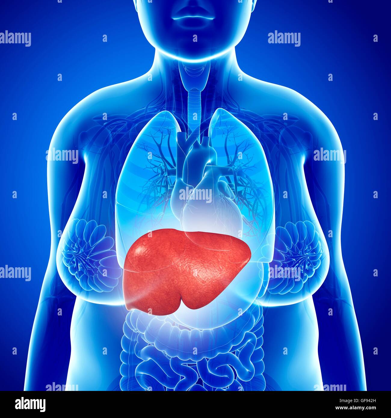 Illustration of female liver stock photo alamy