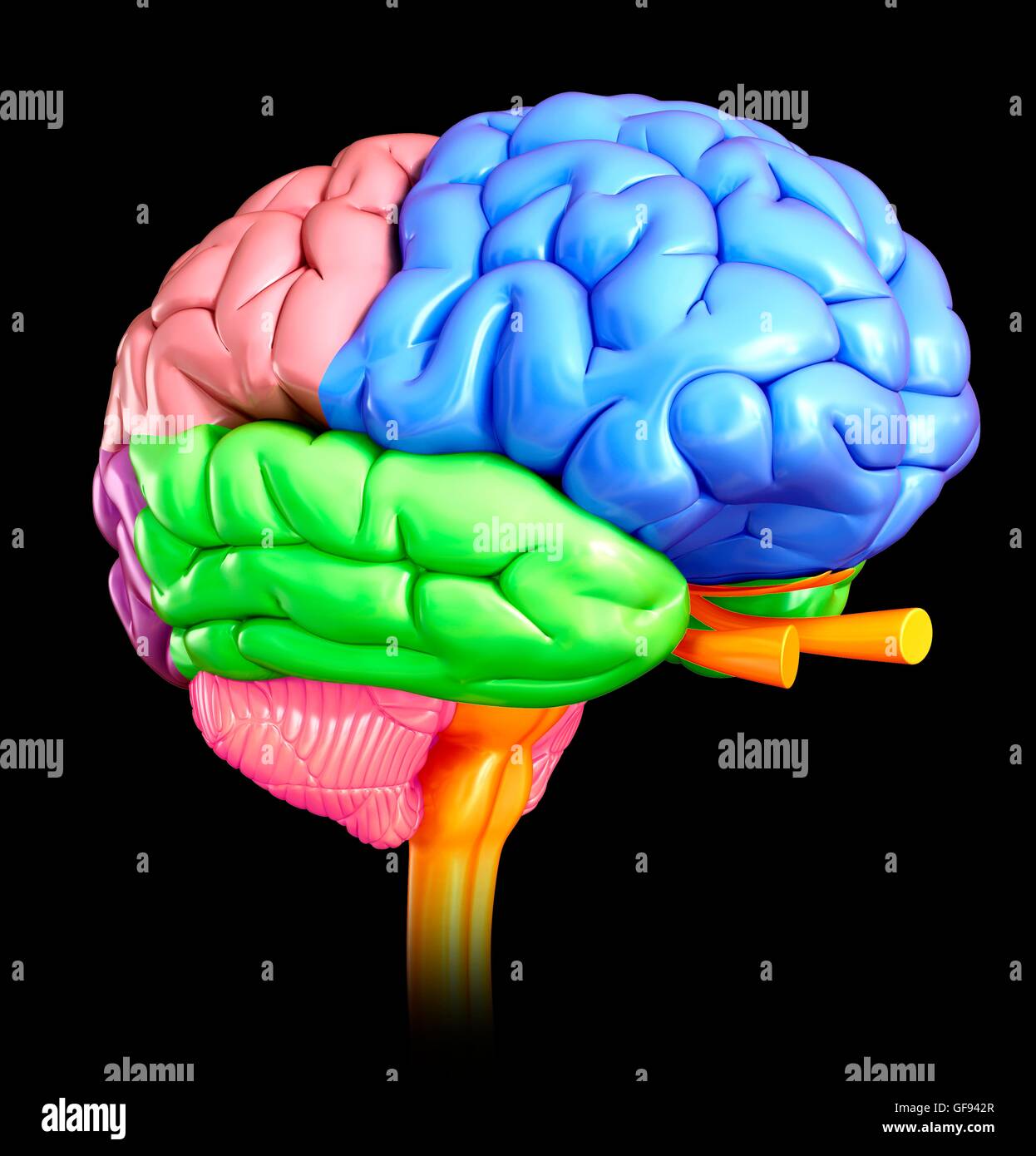 Illustration of human brain anatomy Stock Photo - Alamy