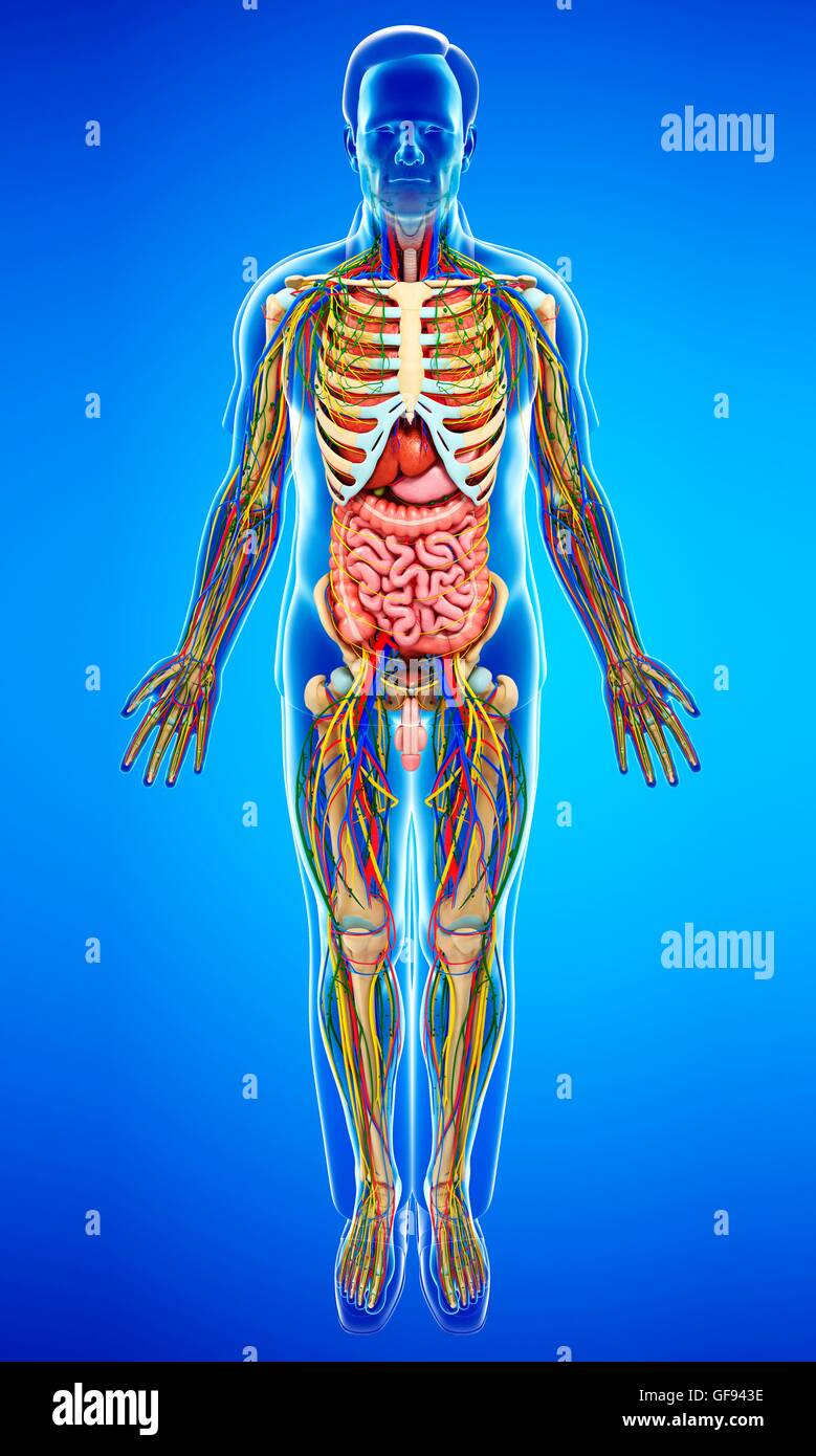 Illustration of male anatomy Stock Photo - Alamy