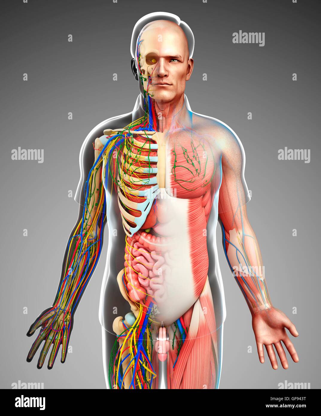 Illustration of male anatomy Stock Photo - Alamy