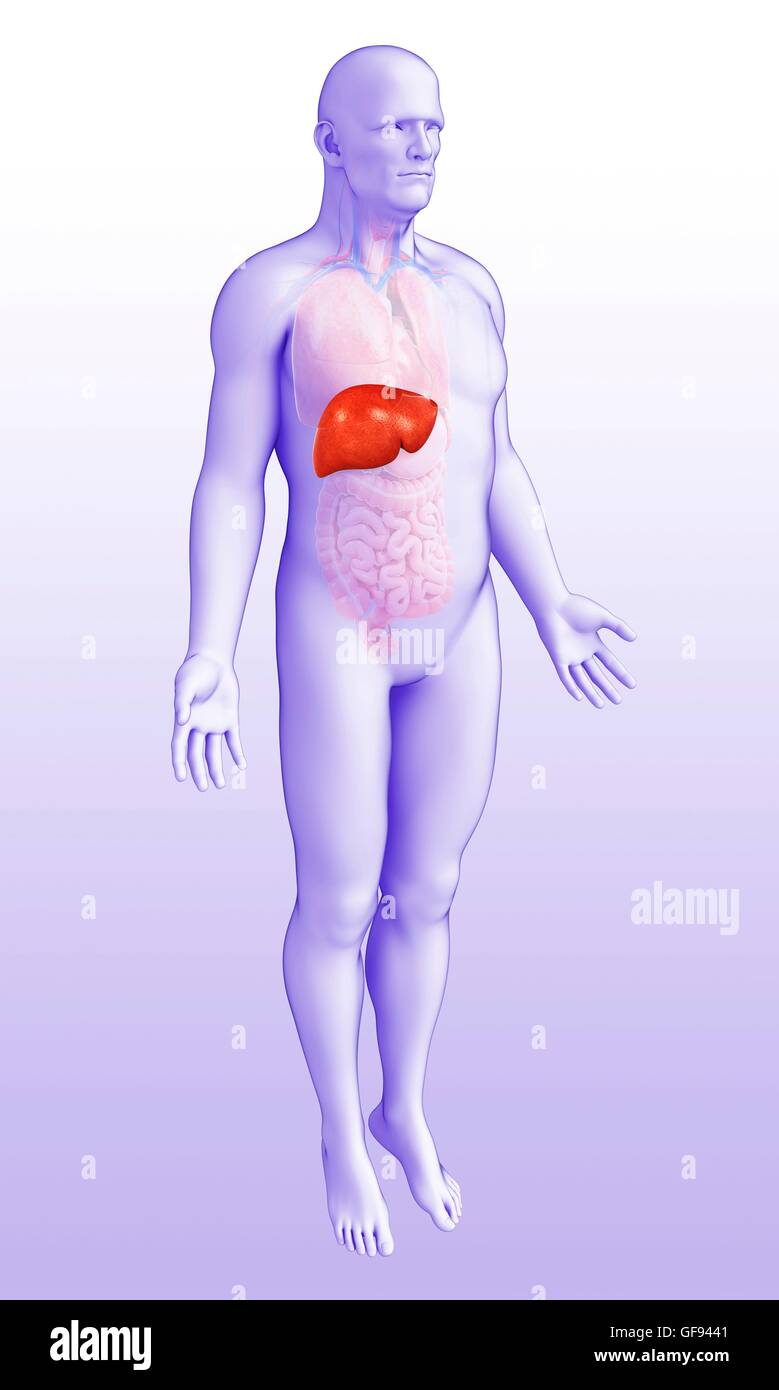 Illustration of male liver. Stock Photo
