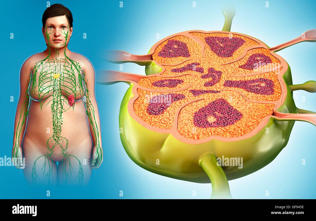 Illustration of female lymph node and lymphatic system. Stock Photo