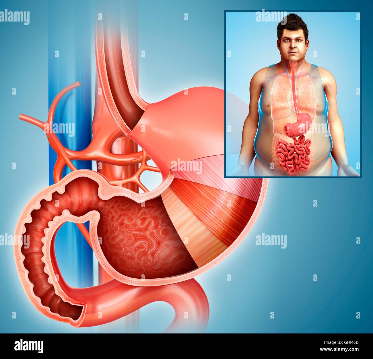 Illustration of stomach layers Stock Photo - Alamy