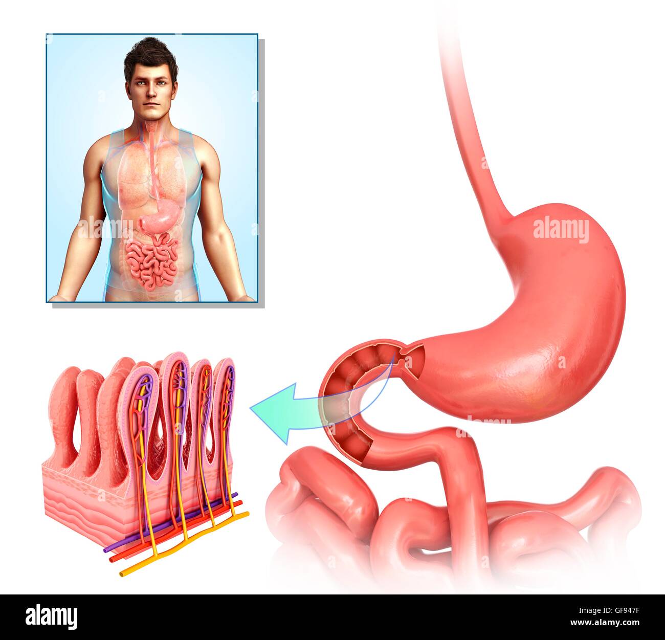 Small Intersite Small intestine anatomy hi-res stock photography and images - Alamy