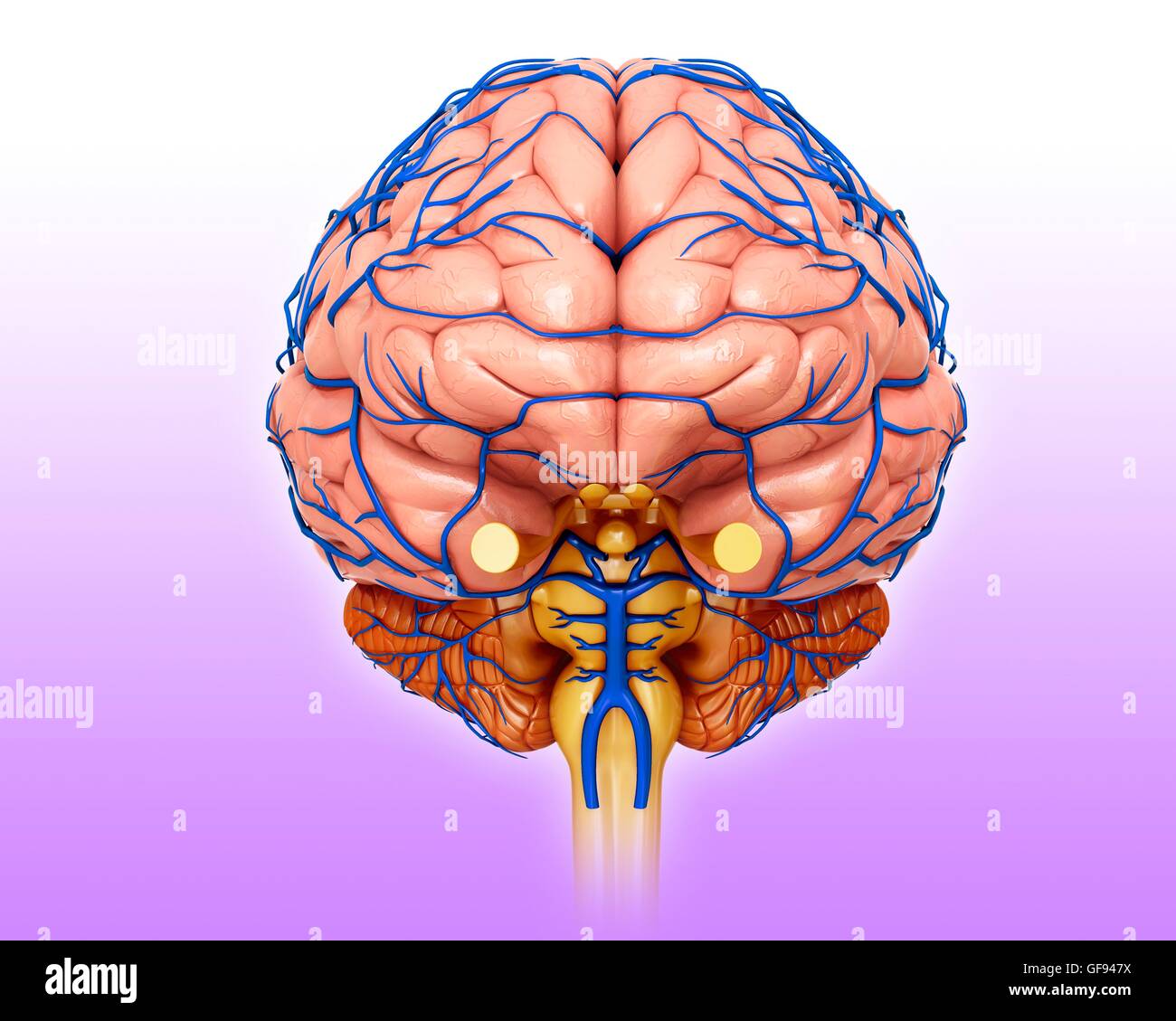 Illustration of human brain anatomy Stock Photo - Alamy