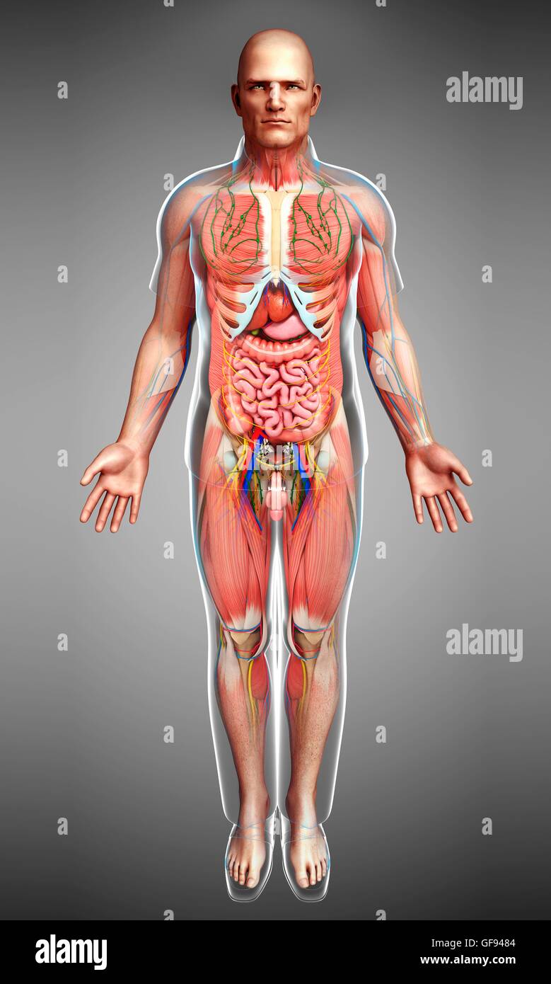 Illustration of male anatomy Stock Photo - Alamy