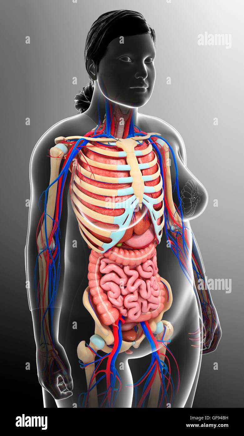 Illustration female skeleton digestive hi-res stock photography and images  - Alamy