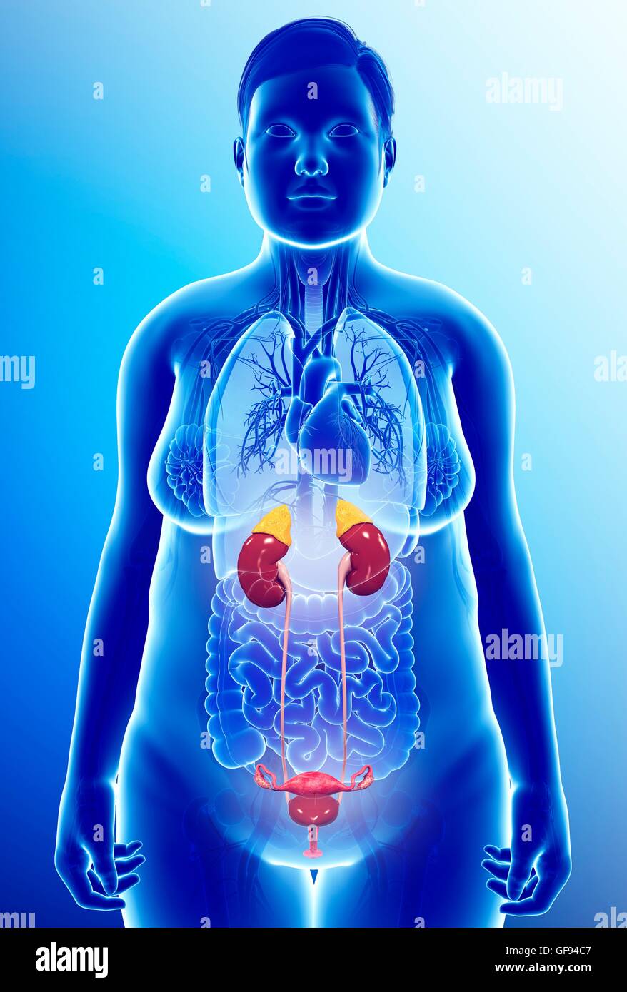 Illustration of female urinary system Stock Photo Alamy