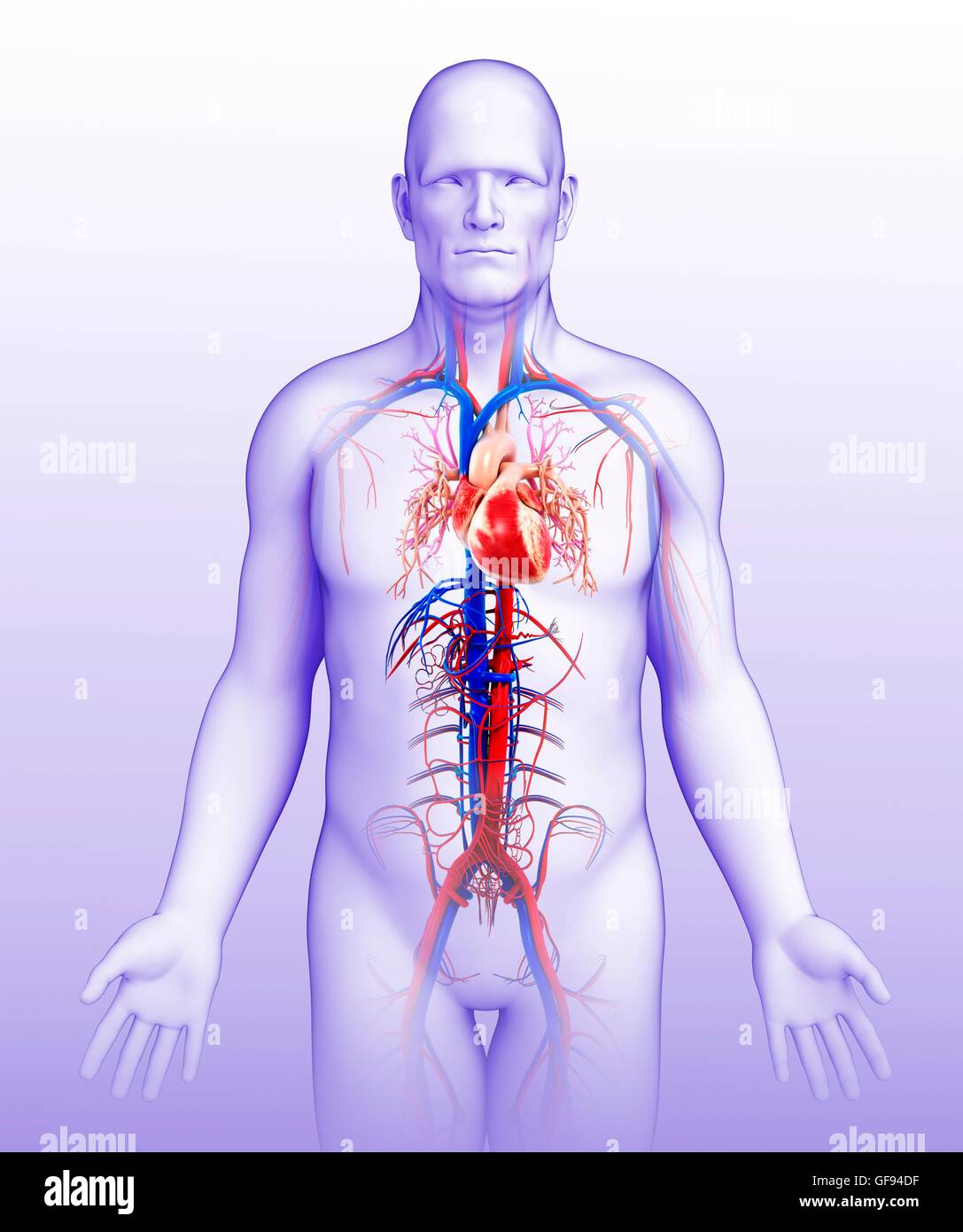 Illustration of male heart Stock Photo - Alamy