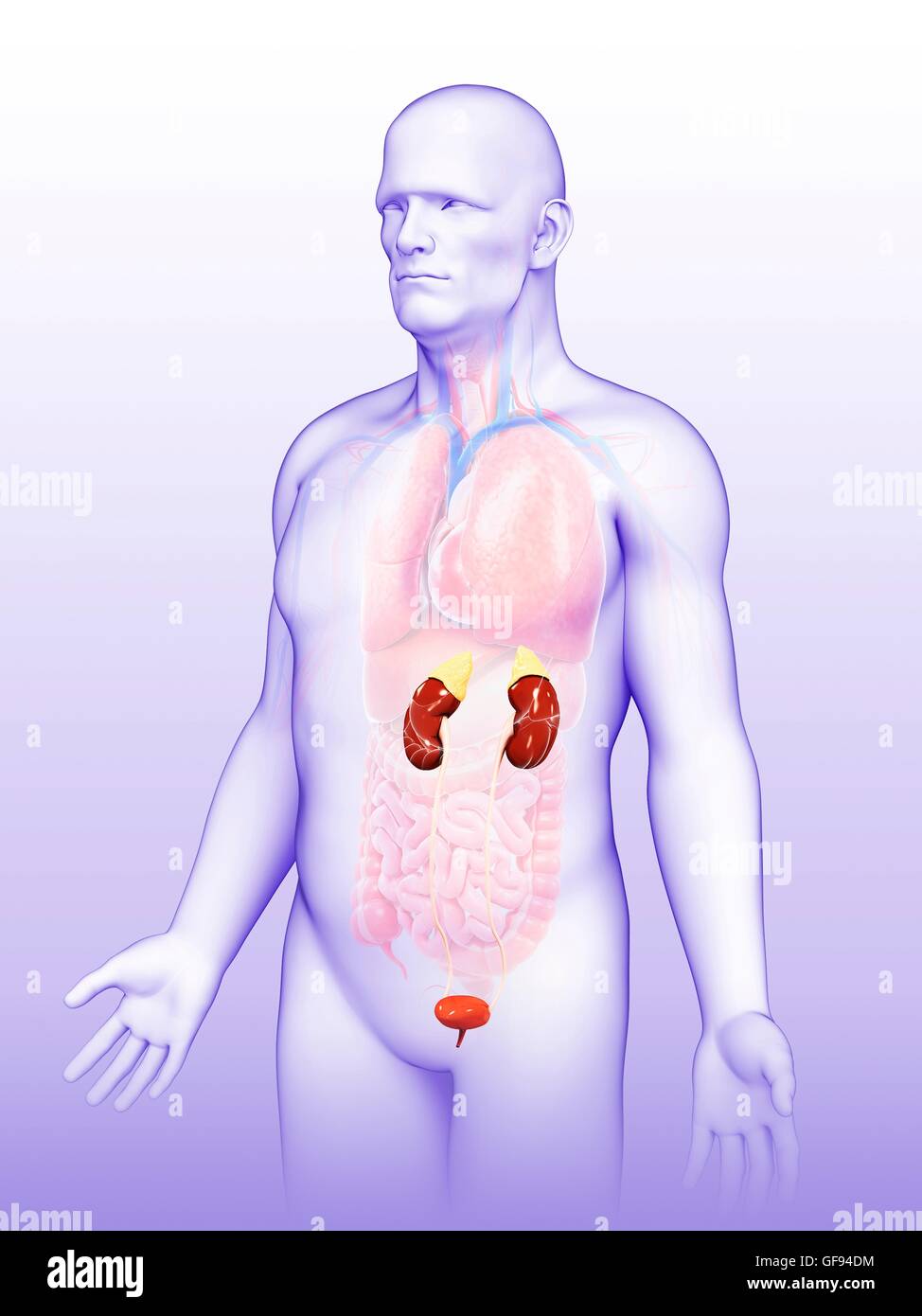 Illustration of male urinary system Stock Photo - Alamy