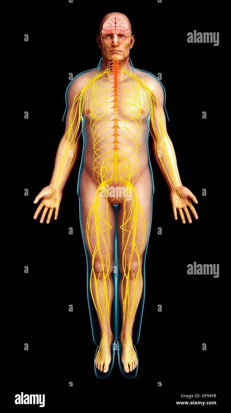 Illustration of male nervous system Stock Photo - Alamy