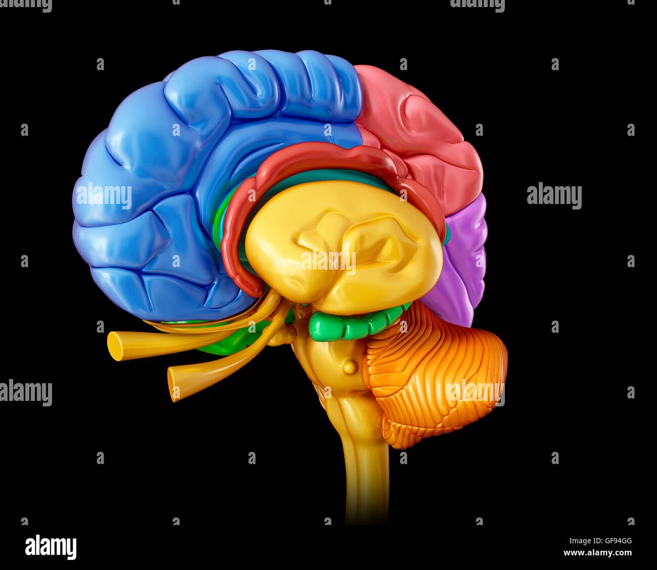 Illustration of human brain anatomy Stock Photo - Alamy