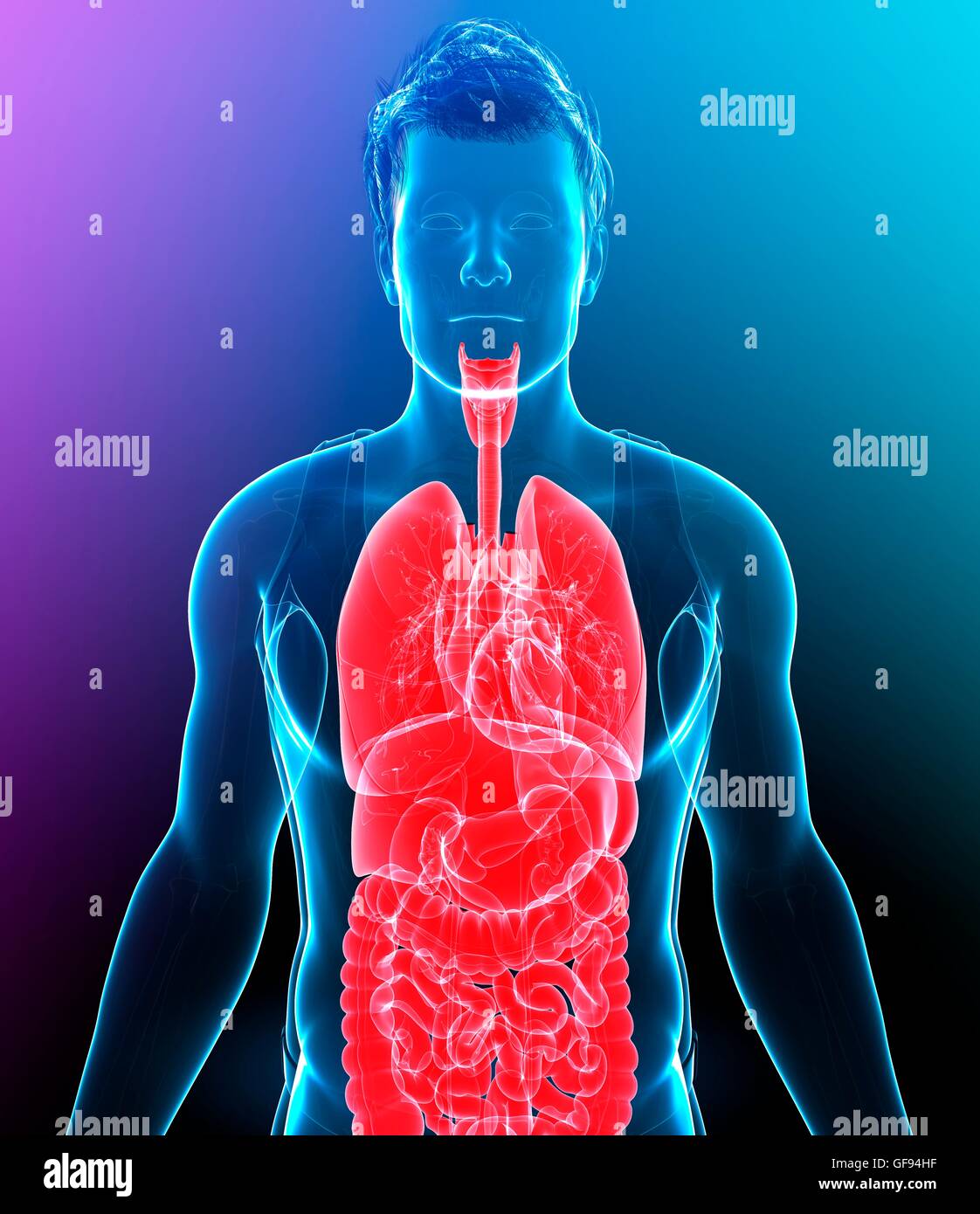 Illustration of male internal anatomy Stock Photo Alamy