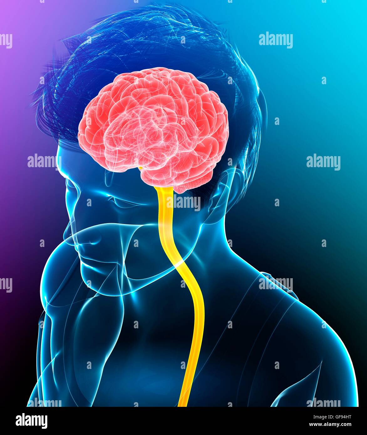 Illustration of central nervous system Stock Photo - Alamy