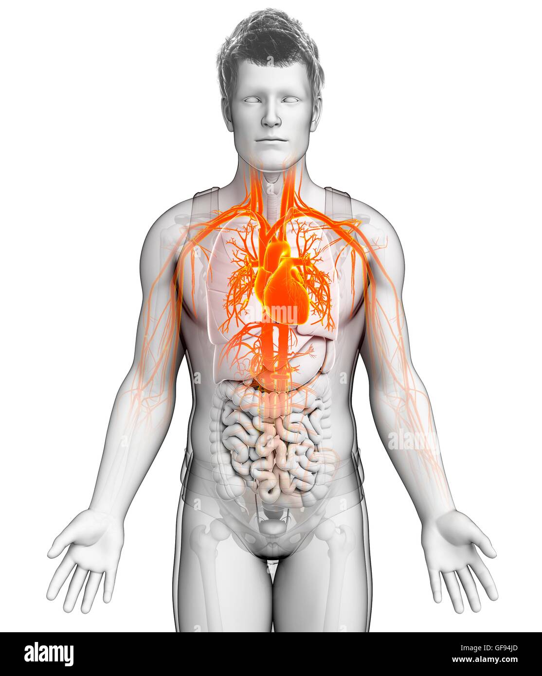 Illustration of male heart Stock Photo - Alamy