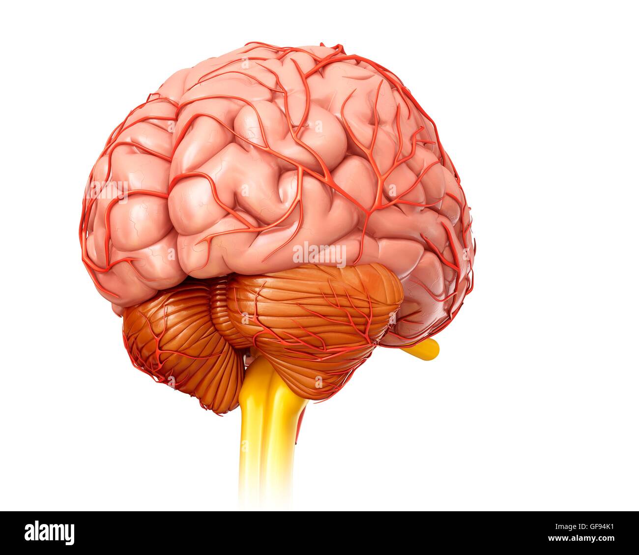 Illustration of human brain Stock Photo - Alamy