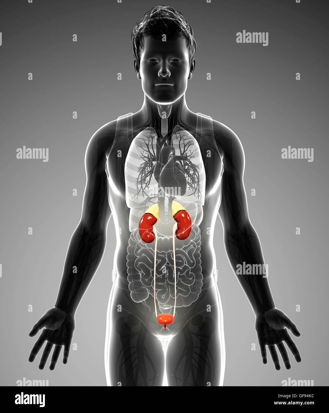 Illustration of male urinary system Stock Photo - Alamy