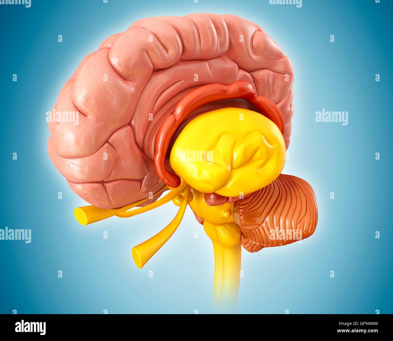 Illustration of human brain Stock Photo - Alamy