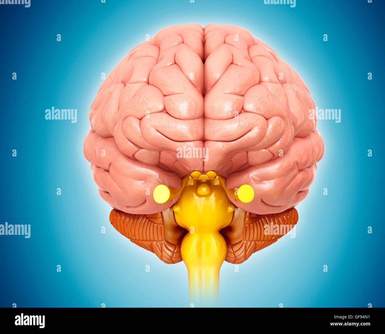 Illustration of human brain Stock Photo - Alamy