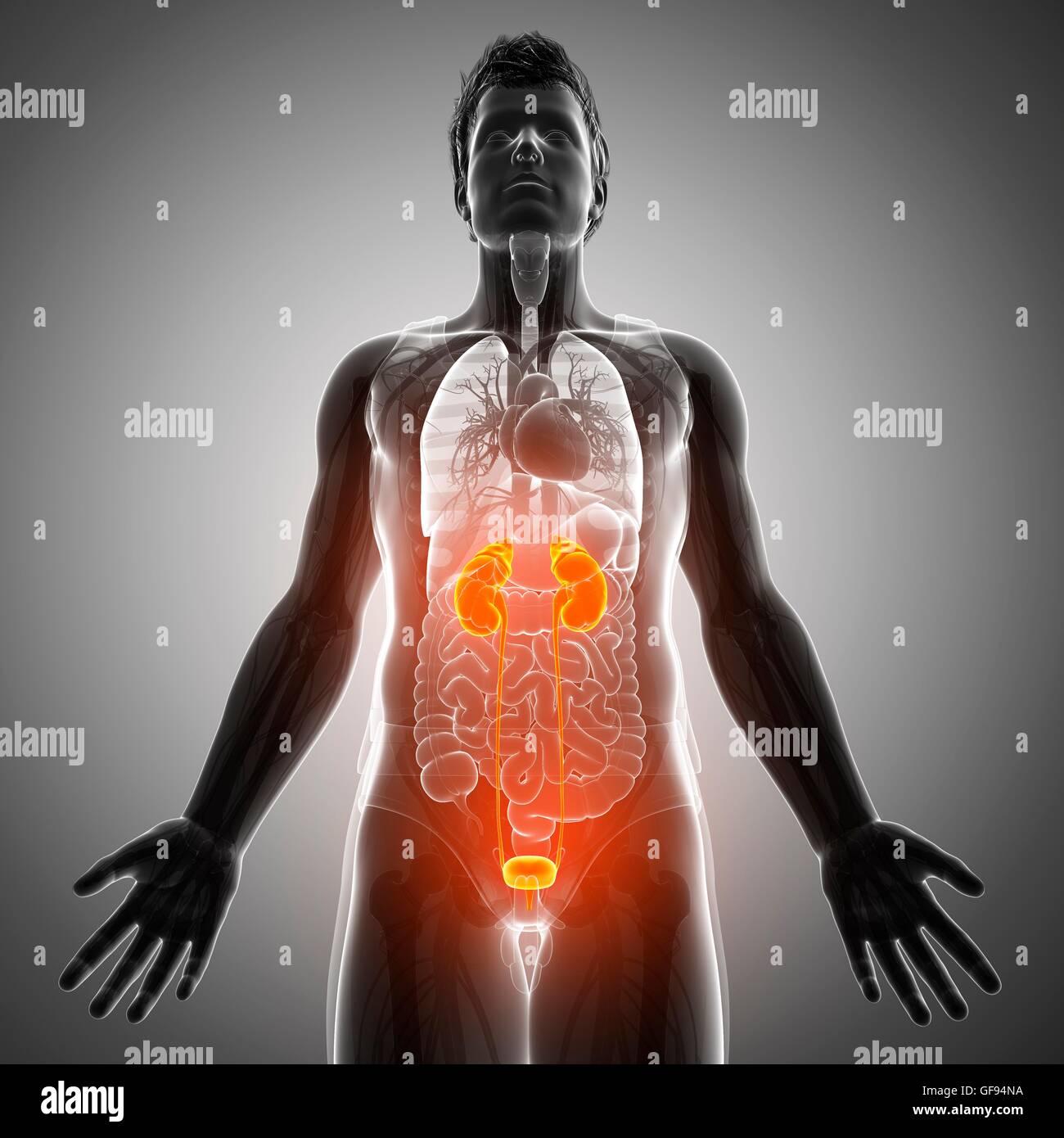 Illustration of male urinary system Stock Photo - Alamy