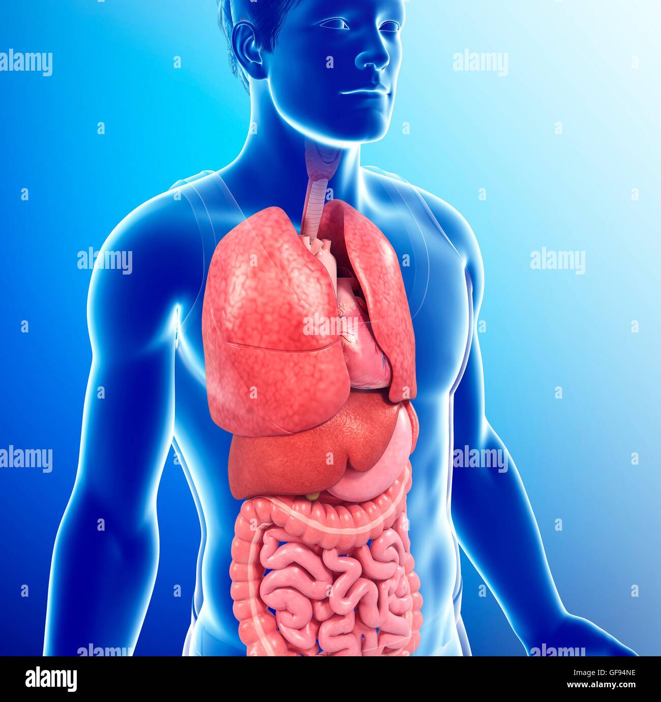 Illustration of male internal anatomy Stock Photo Biology Diagrams