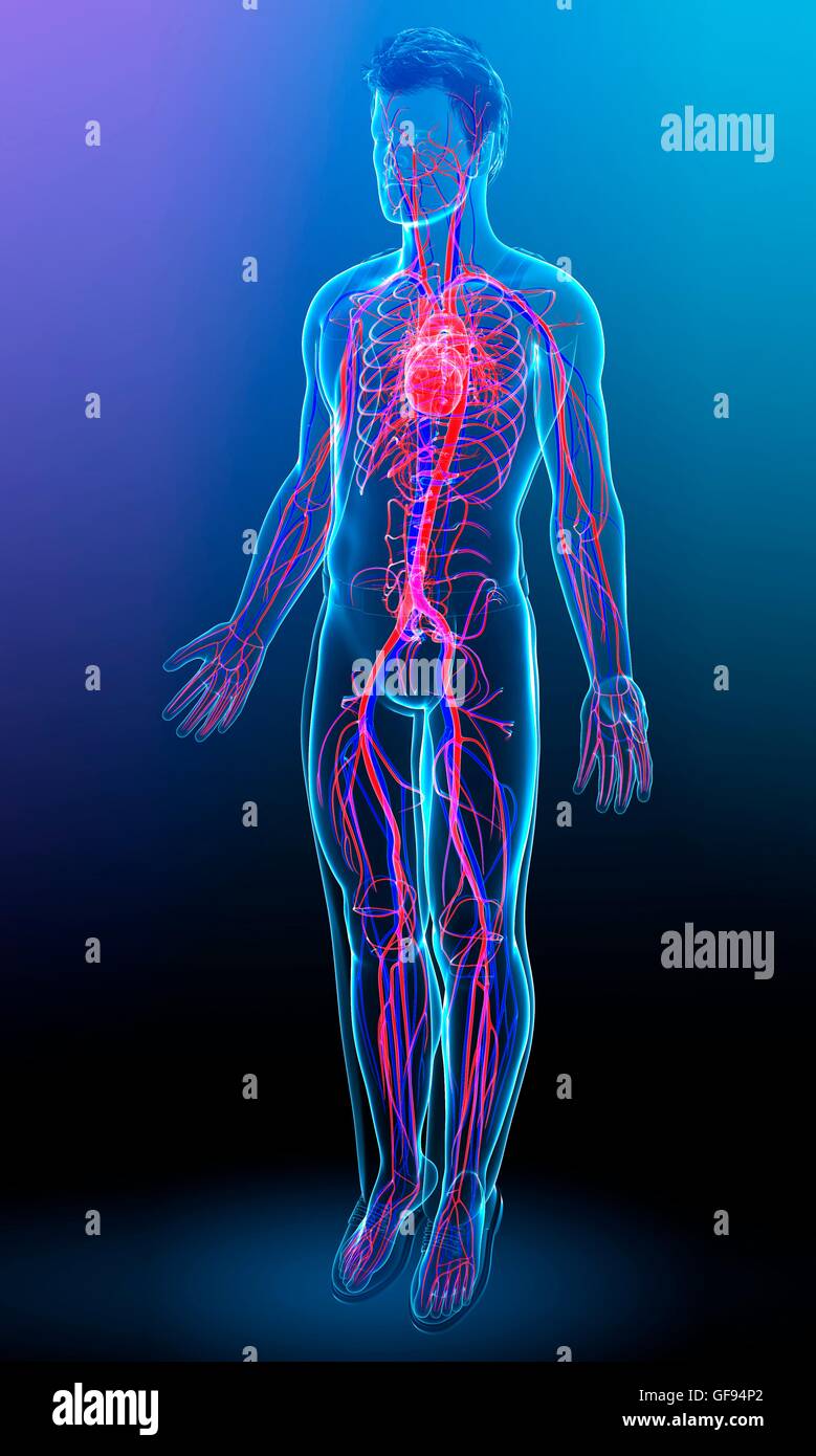 Illustration of male heart Stock Photo - Alamy