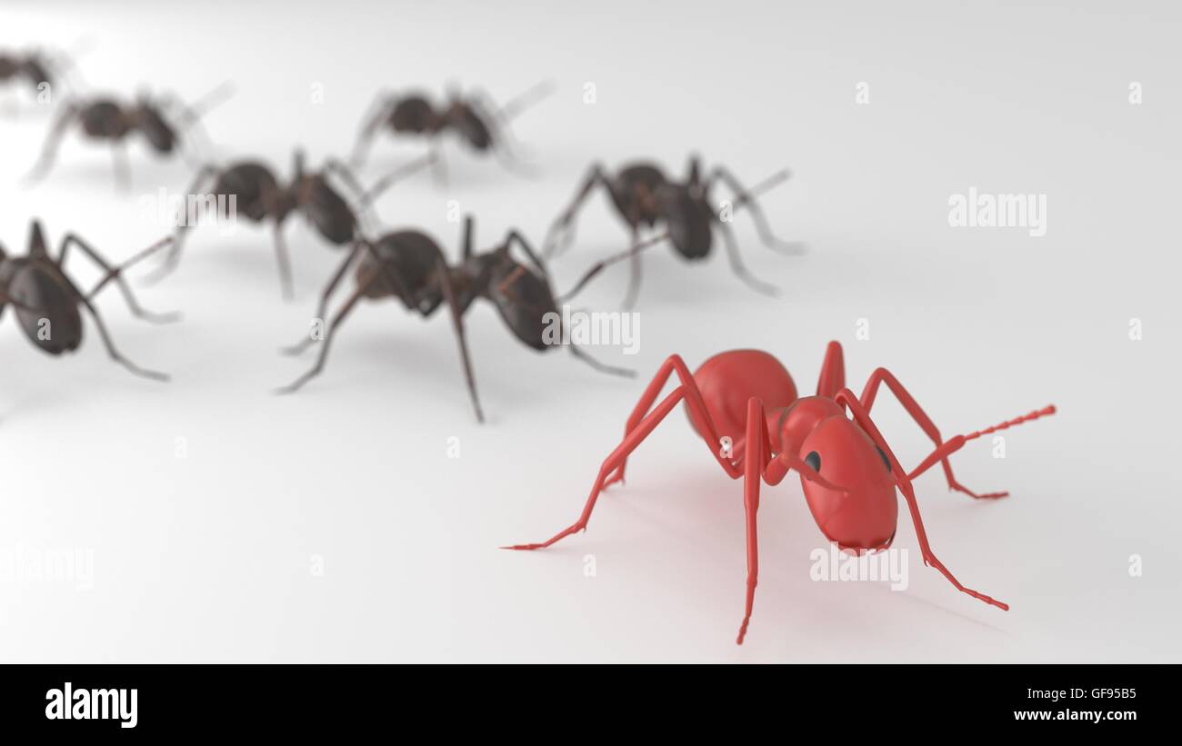 ant leading other ants in isolated area Stock Photo Alamy