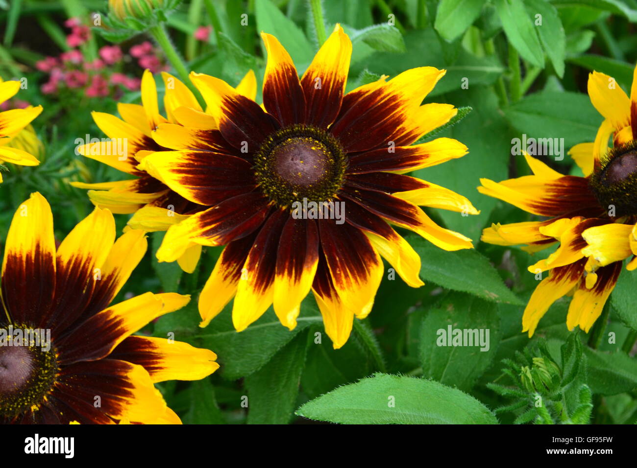 Close up of brown flower with brown center and yellow tips. Stock Photo