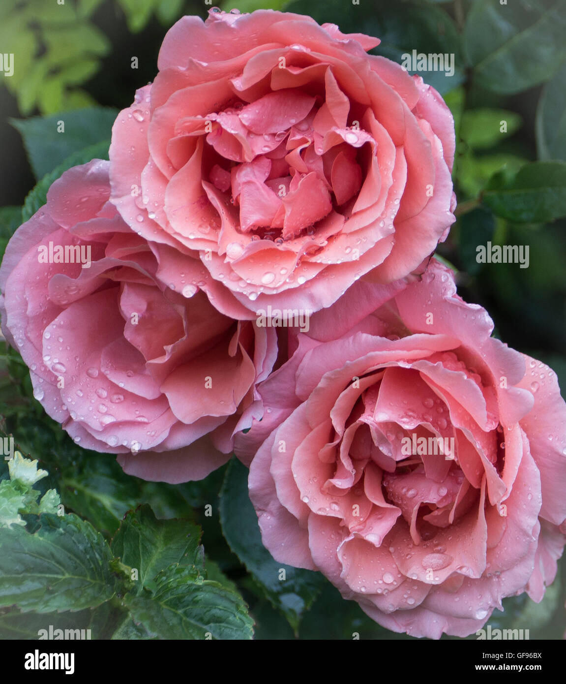 Rose 'Blessings' A Hybrid Tea Rose,in full bloom with droplets of rain on petals Stock Photo