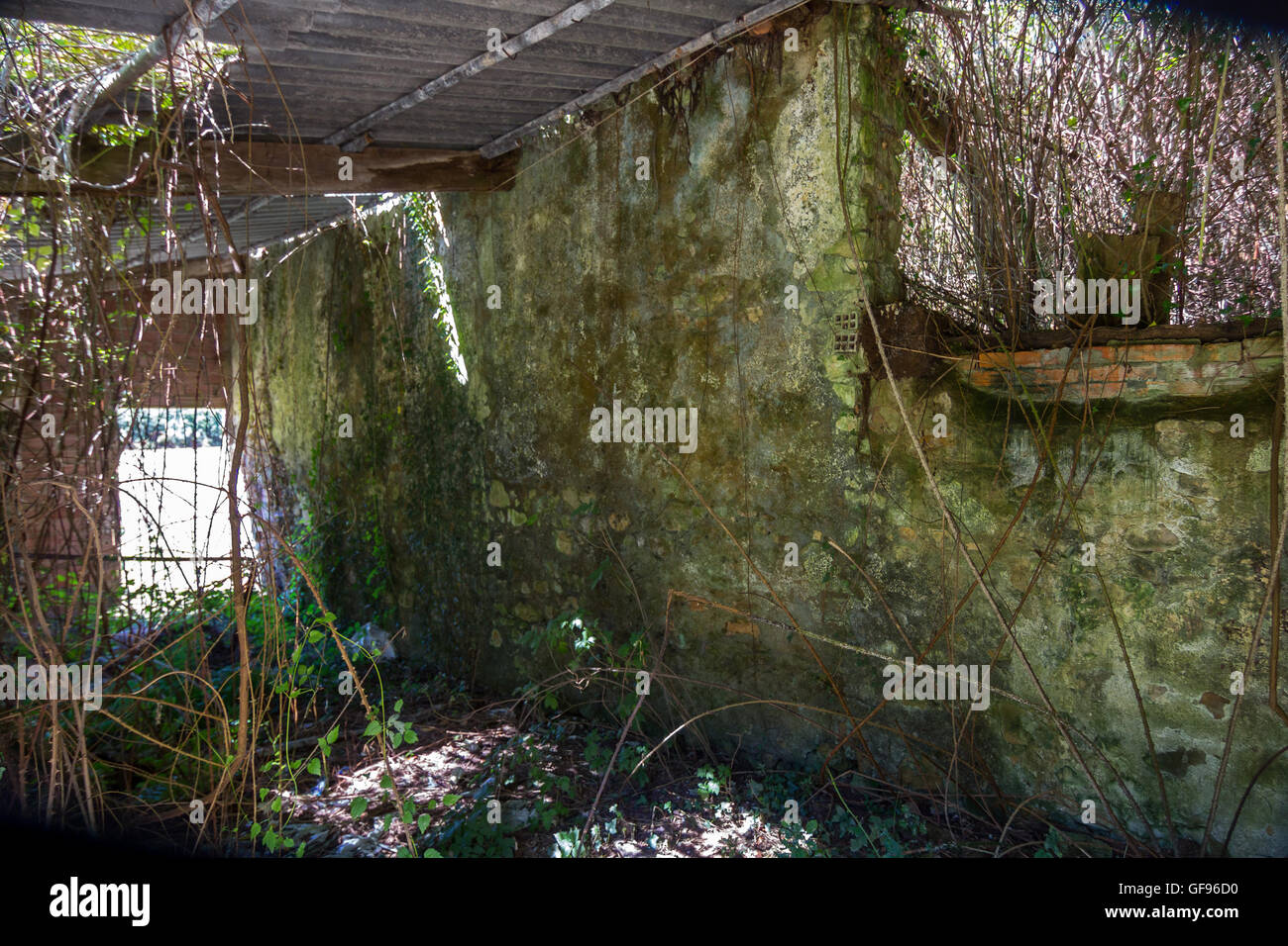 Interior of destroyed house with vegetation wet Stock Photo