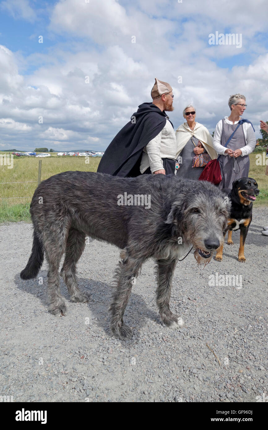 full grown irish wolfhound