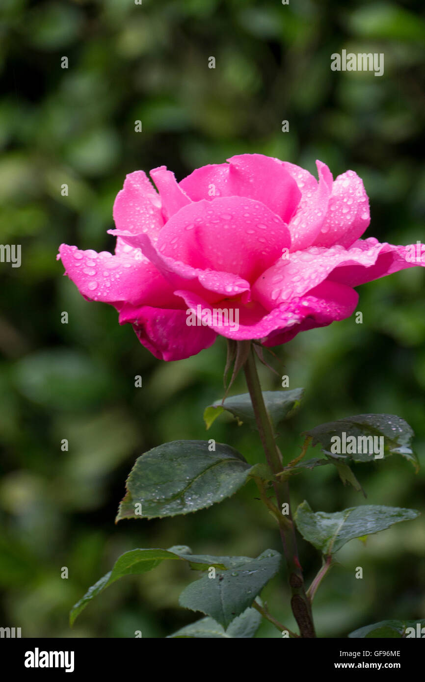 Vivid Pink Rose Stock Photo