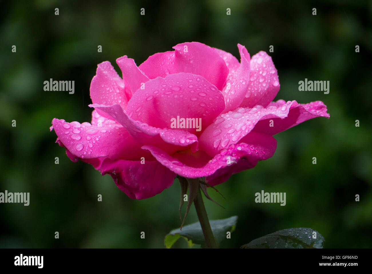 Vivid Pink Rose Stock Photo