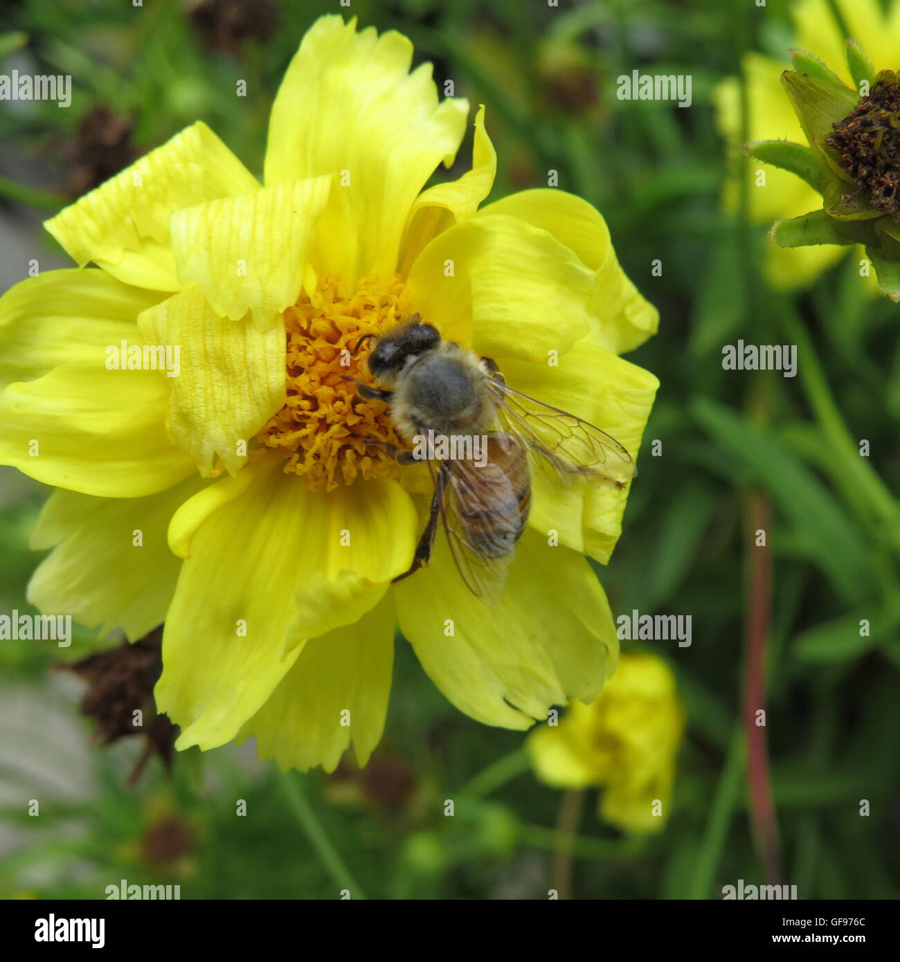 hungry bee sipping nectar from a pretty yellow flower Stock Photo