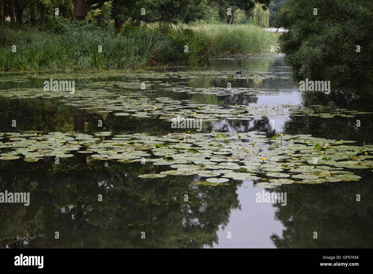 view of lily pads in the pond Stock Photo