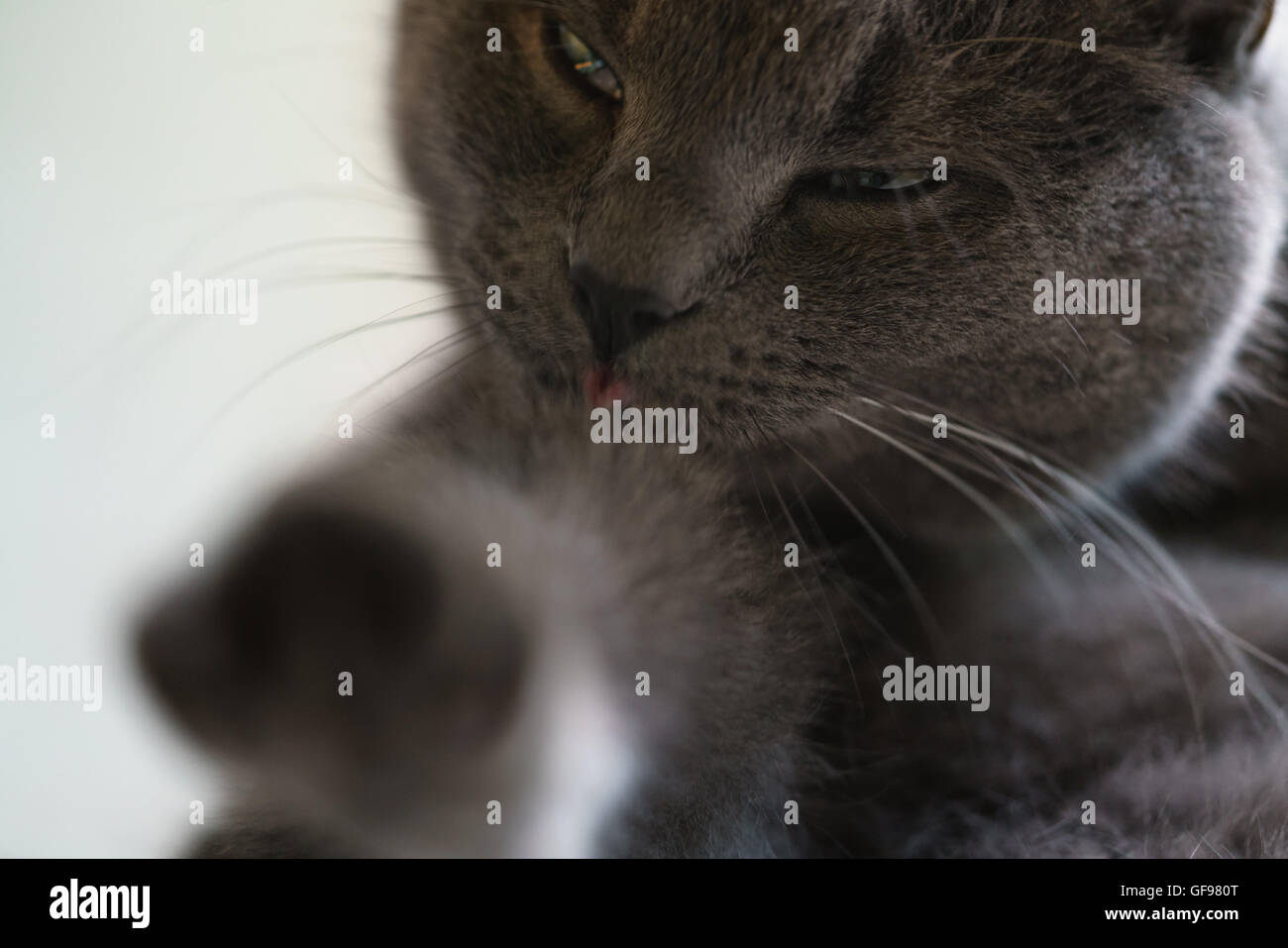 gray cat licking himself on window Stock Photo