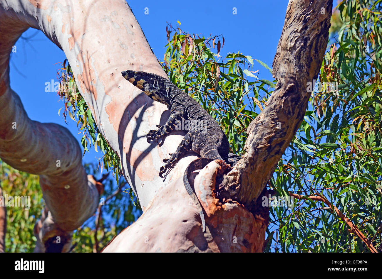 Australian Goanna (Lace Monitor lizard Varanus varius) climbing a tree
