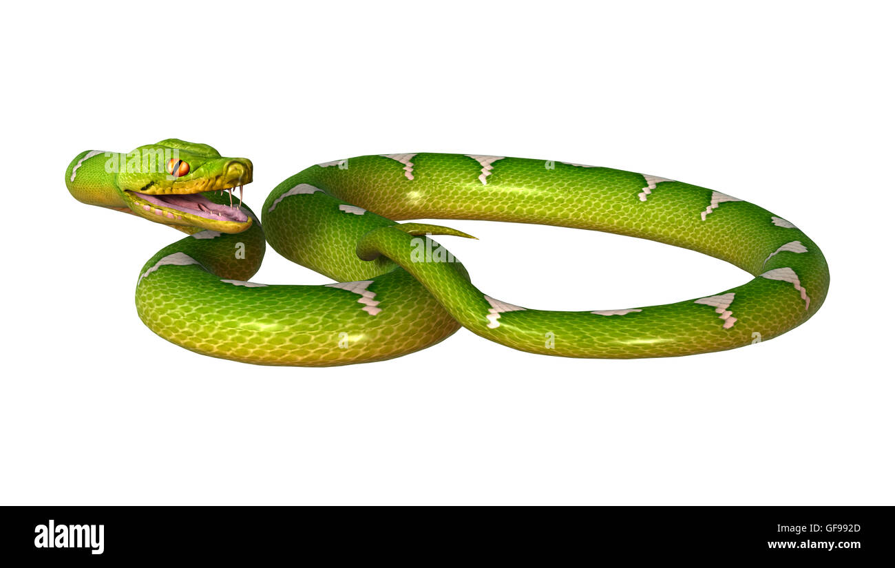 3D rendering of a Morelia viridis, or green tree python, or ...