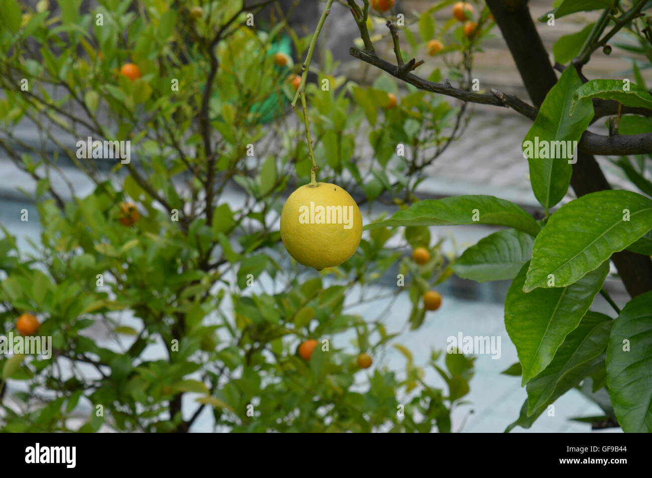 Lemon with an orange tree in the background Stock Photo Alamy