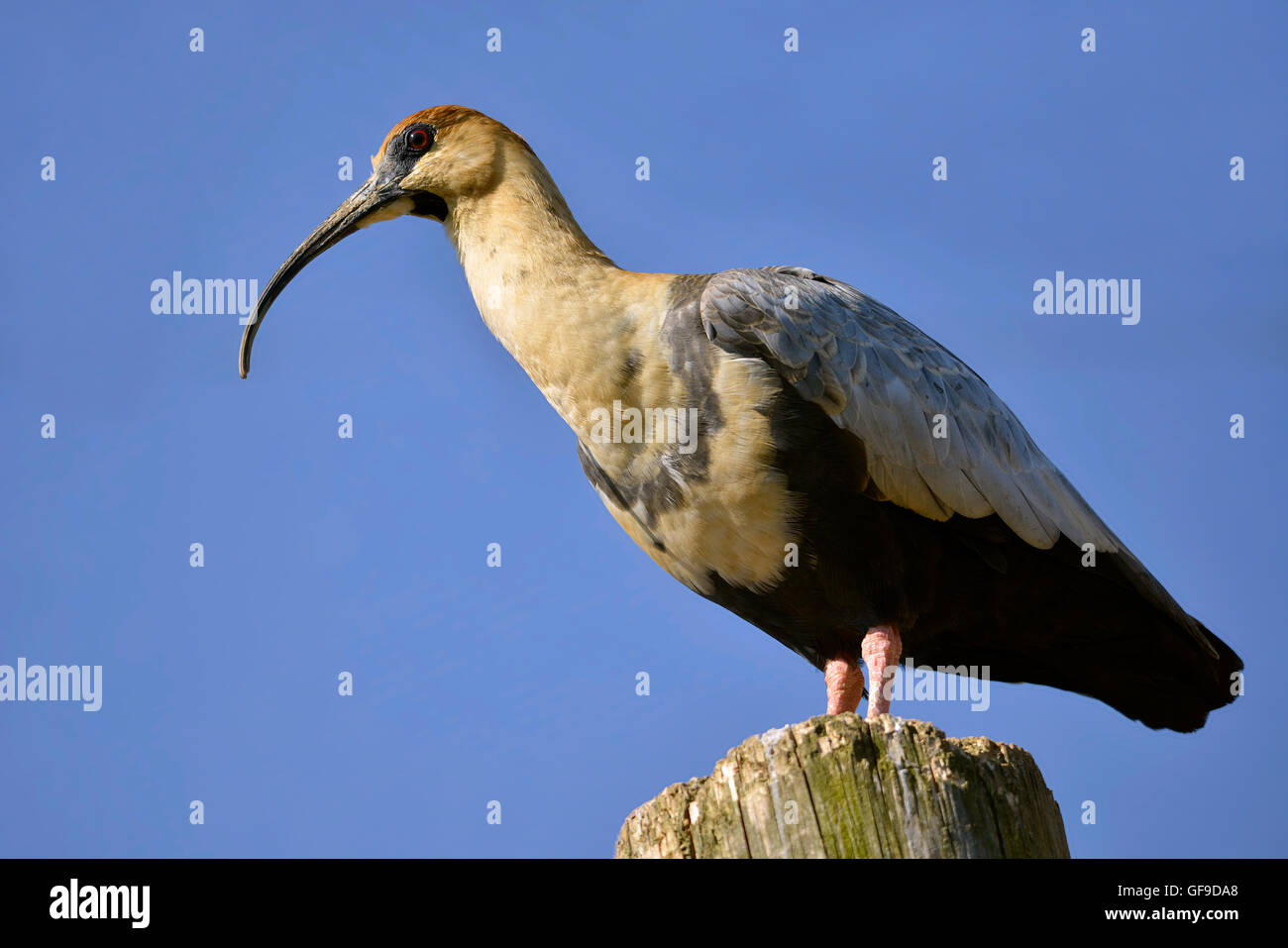 Closeup profile Black-faced Ibis (Theristicus melanopis) on wood post on blue sky background Stock Photo
