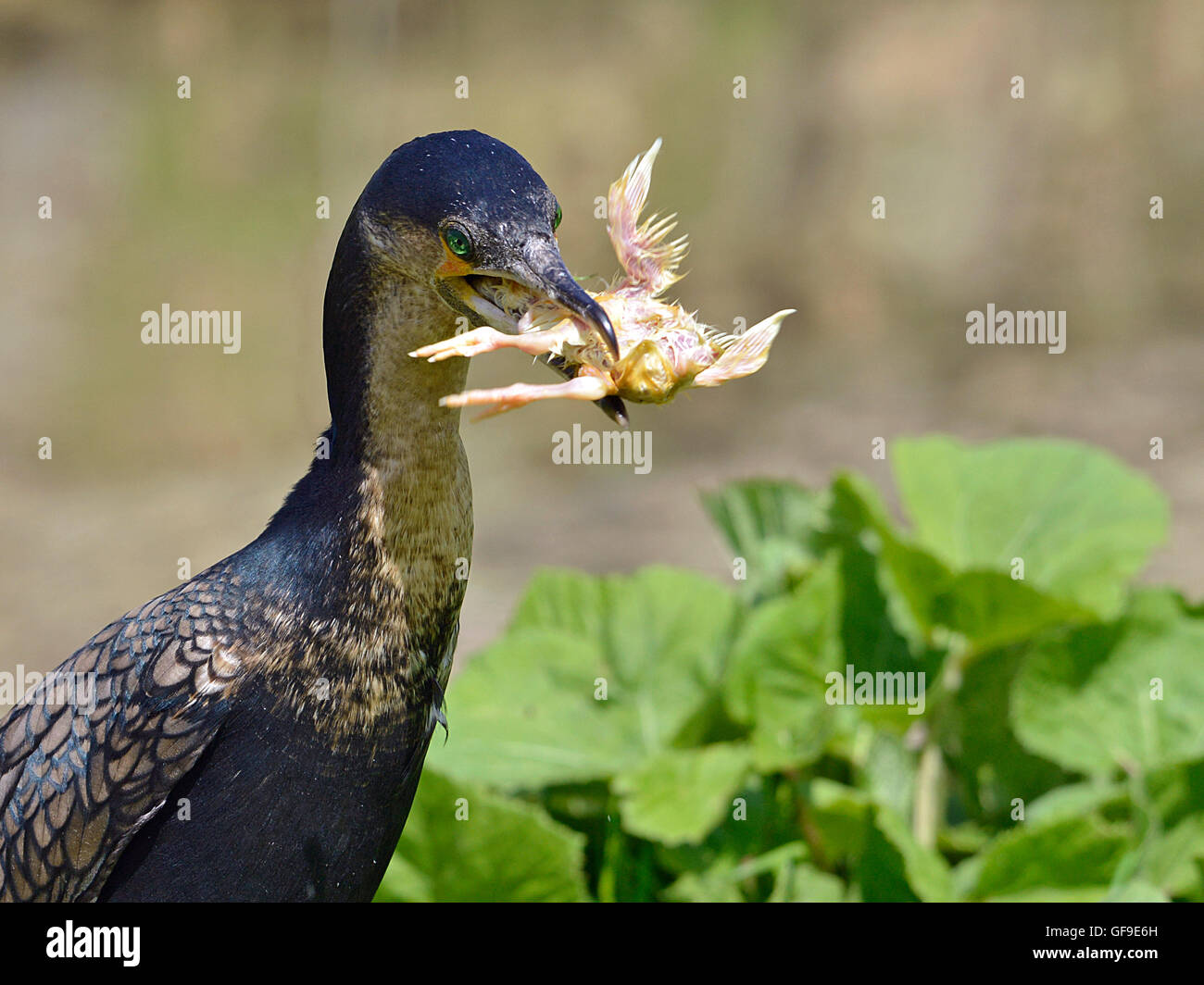 Portrait of Whitebreasted Cormorant (Phalacrocorax lucidus) eating