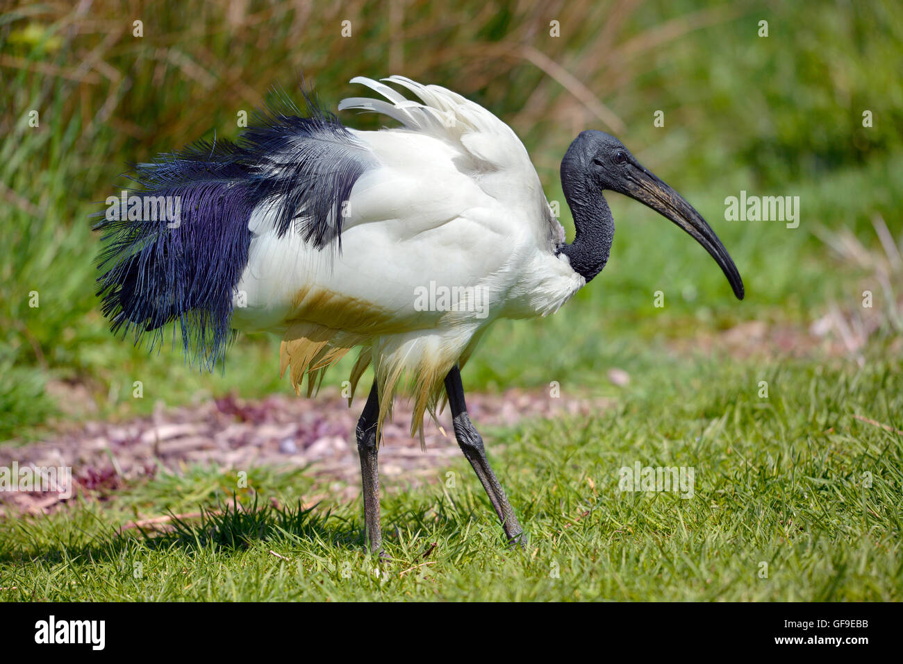 African sacred ibis Threskiornis aethiopicus view of profile, walking on grass Stock Photo