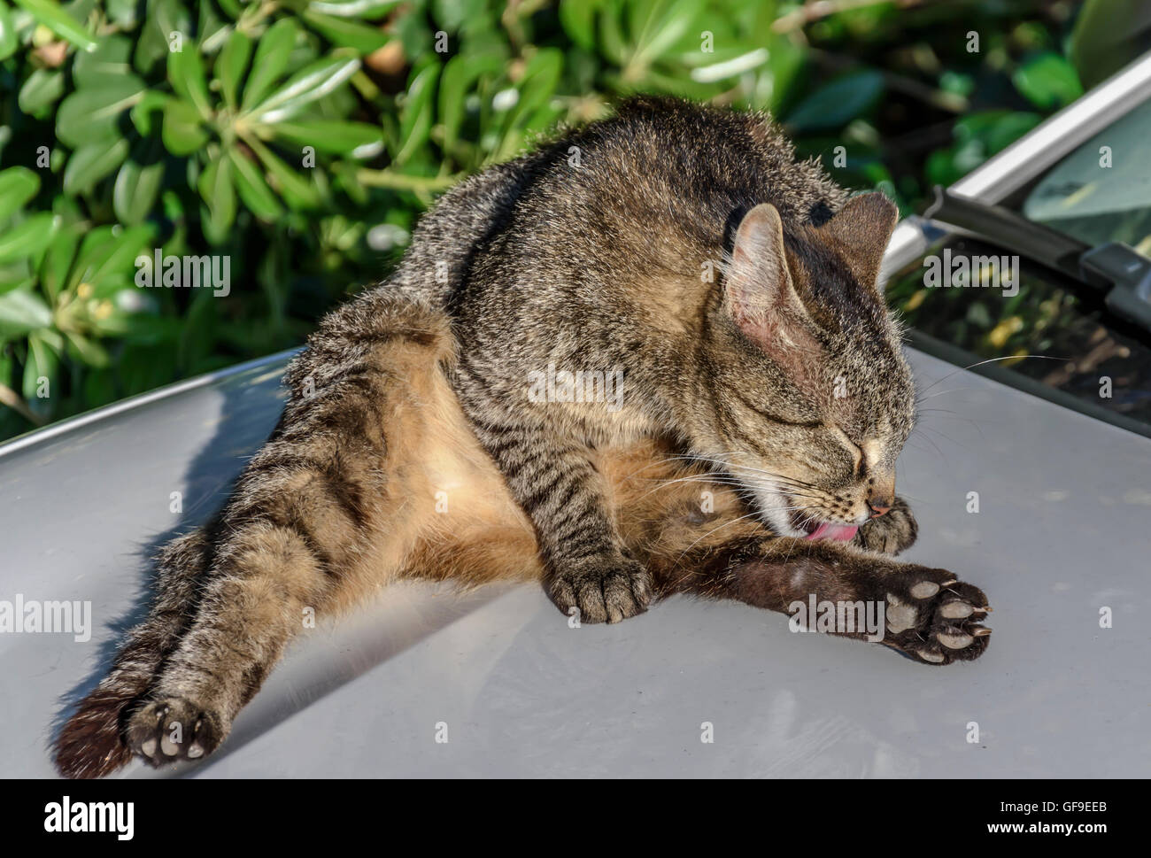 Cat licks herself Stock Photo Alamy