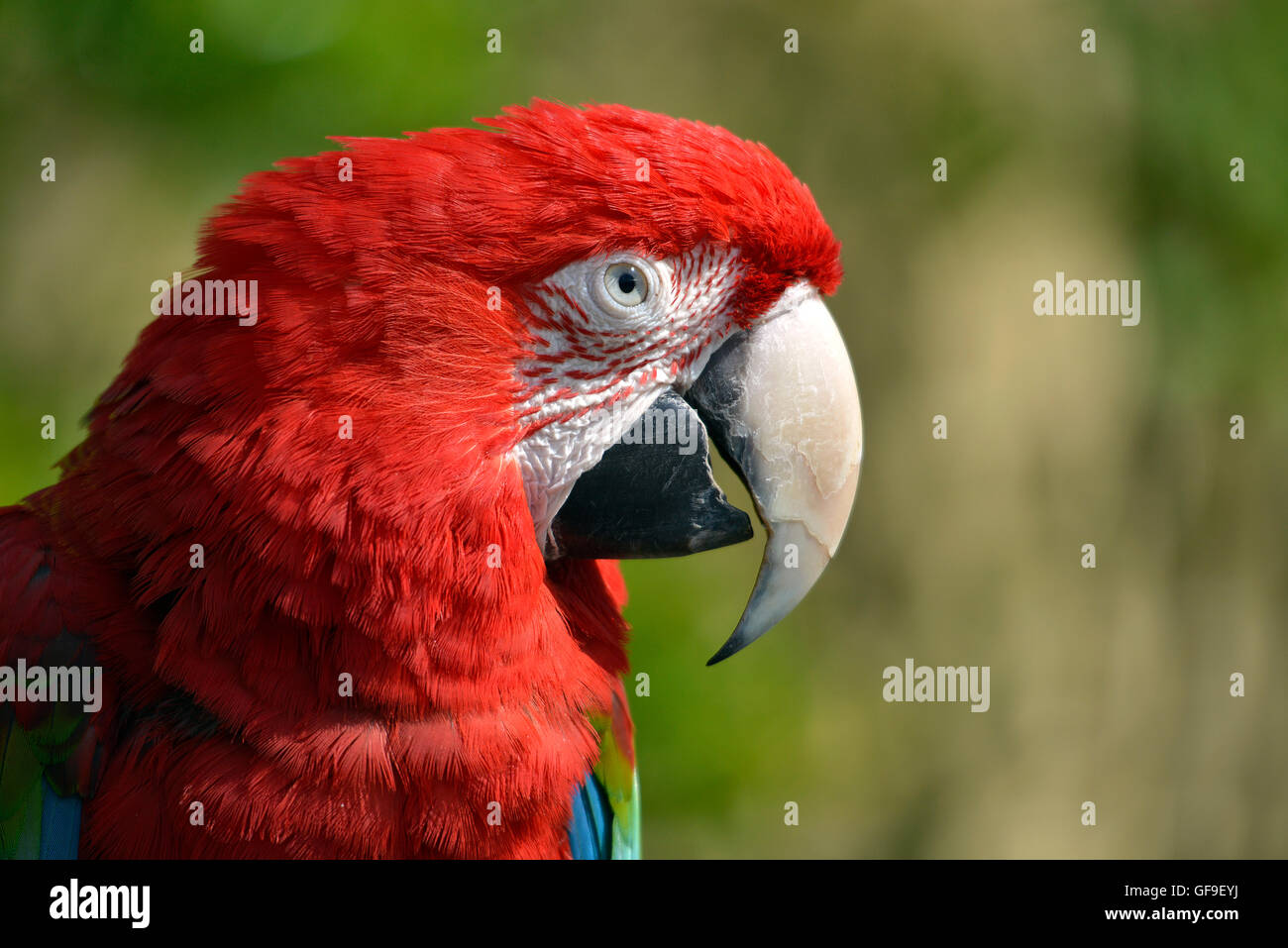 Profile portrait green-winged macaw (Ara chloroptera or chloropterus) Stock Photo