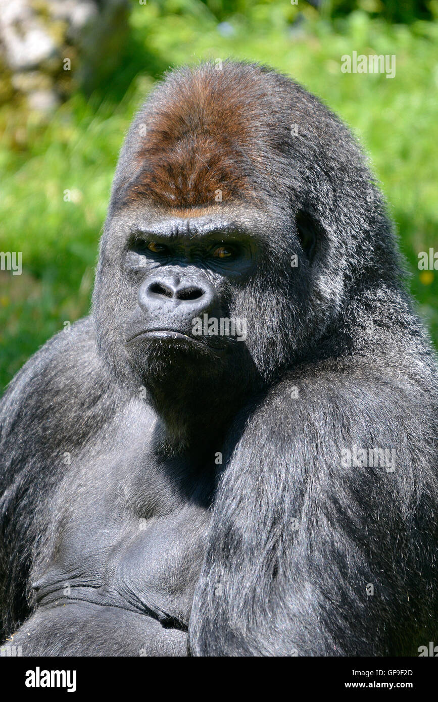 Gorilla hair hi-res stock photography and images - Alamy