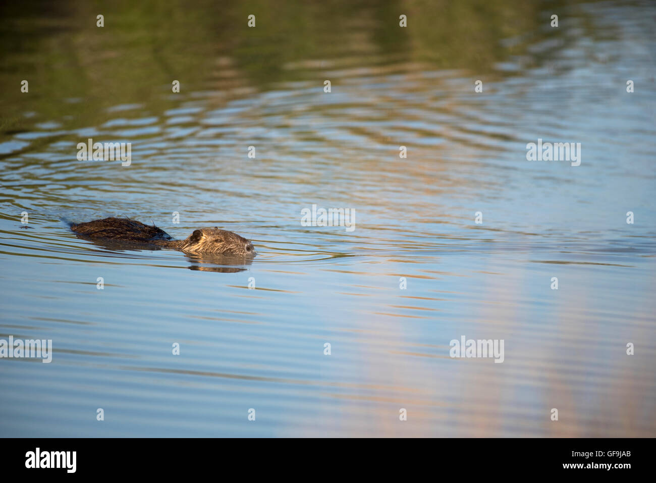 Coypu also known as the river rat or nutria, is a large, herbivorous, semiaquatic rodent Stock Photo