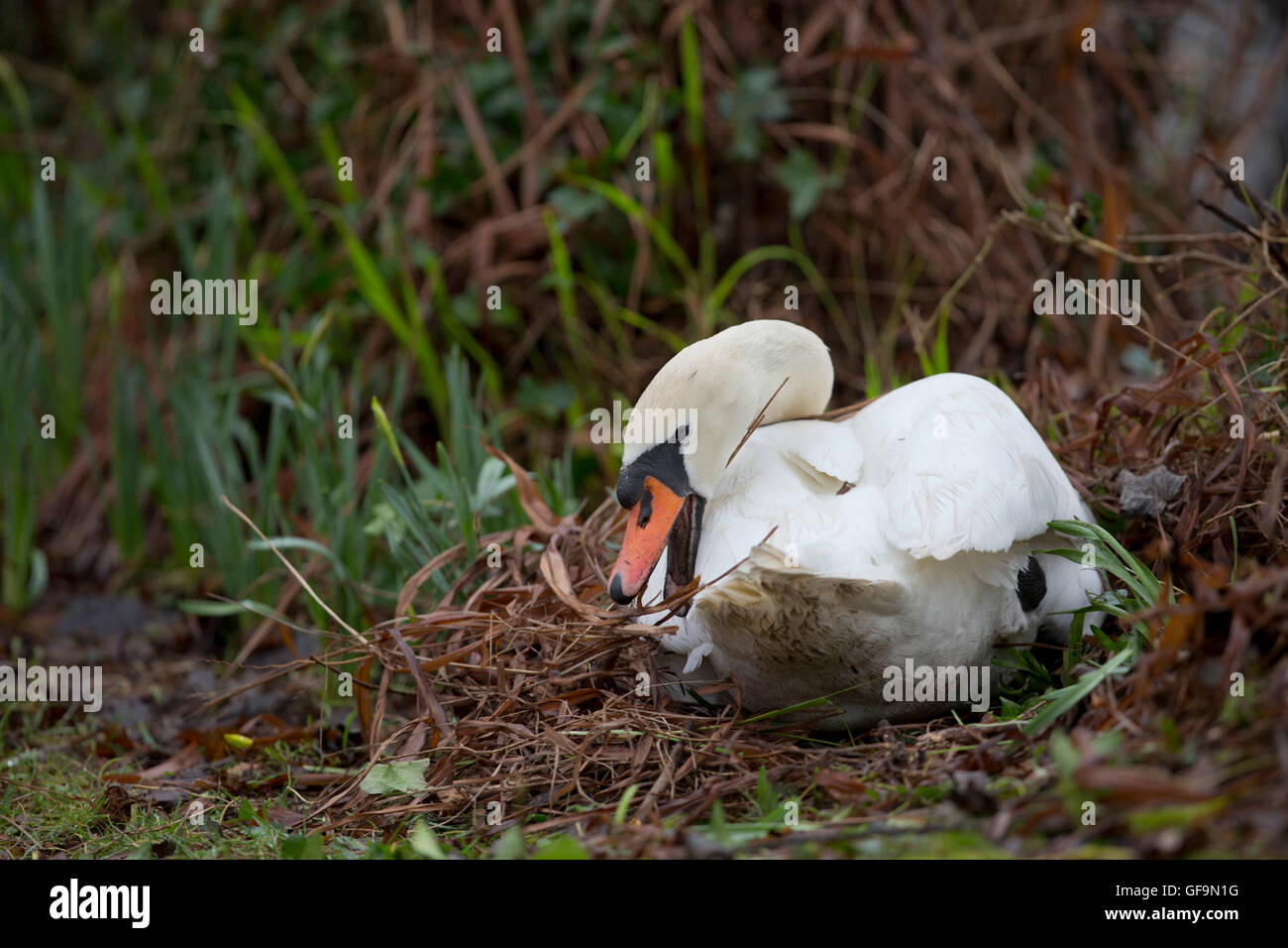 Mute Swan; Cygnus olor Cornwall; UK Stock Photo