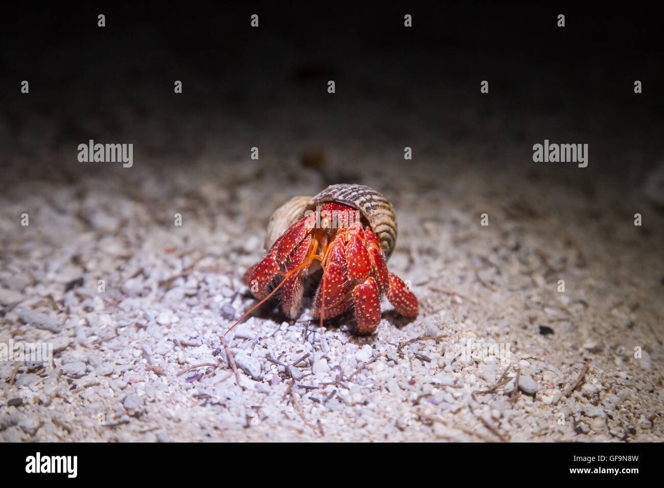 Night shot of Coenobita perlatus, the so called Strawberry Hermit Crab on Lady Elliot Island, Australia Stock Photo